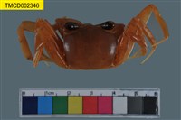 藏品(角眼沙蟹)的圖片